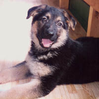 2 Months old