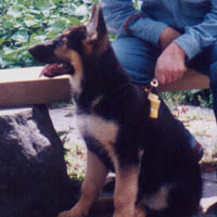 3 months old