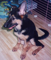 4 Months old