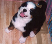 2 Months old