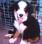 3 months old