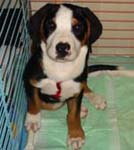 3 Months old